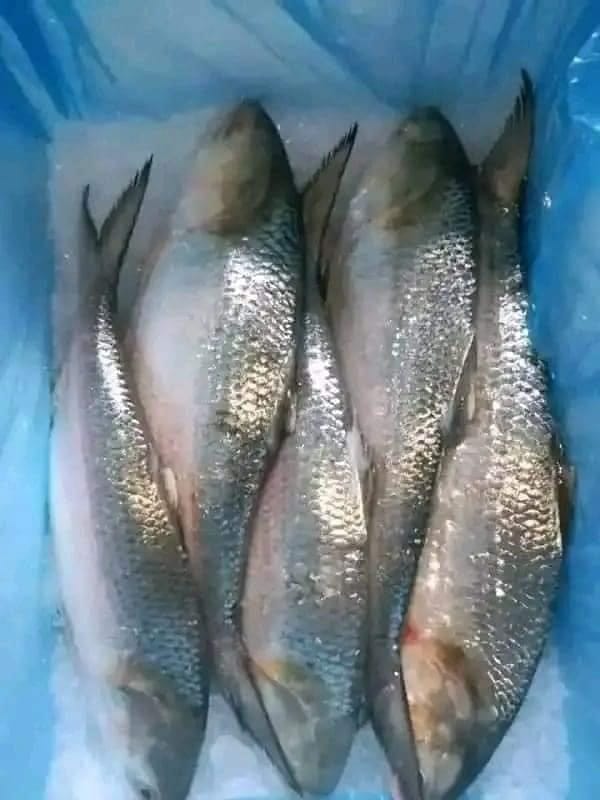 তাজা ইলিশ মাছ