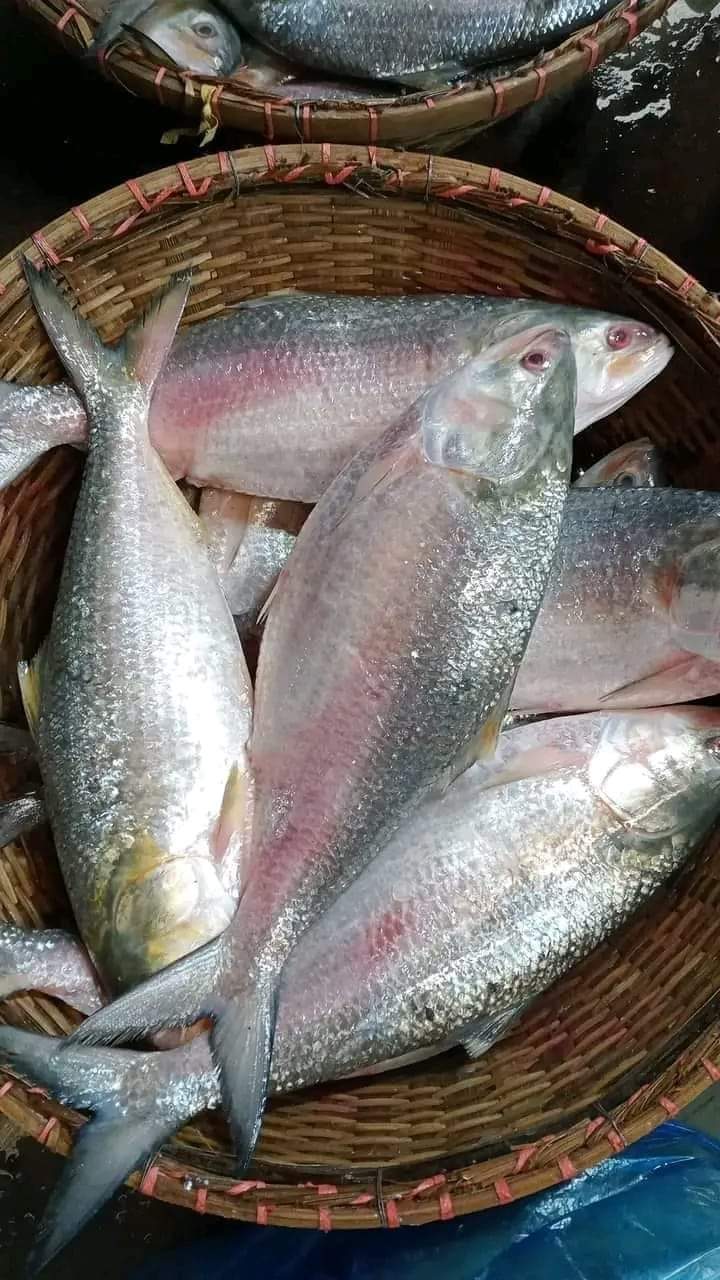 বাঁশের ঝুড়িতে ইলিশ