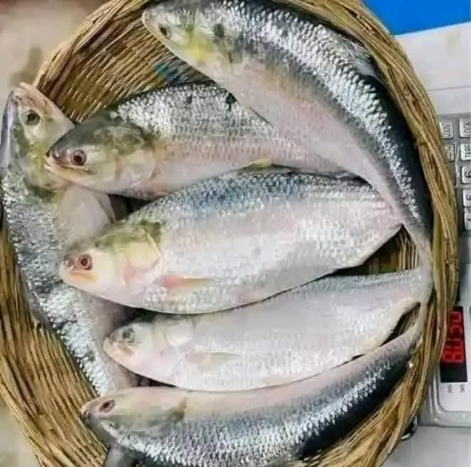 ৫ পিস ১০ কেজি