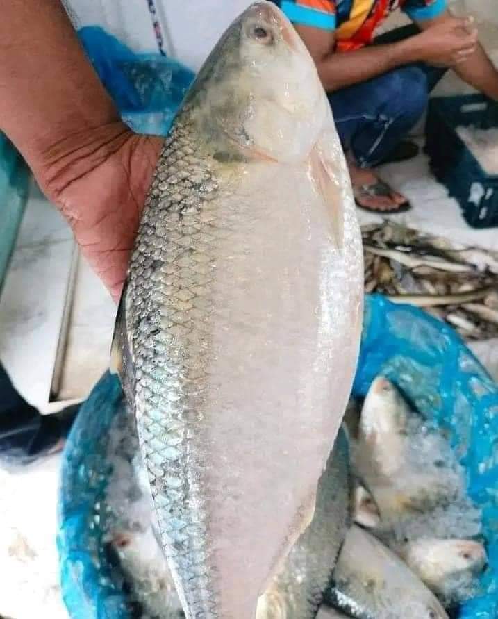 ৫ পিস ৫ কেজি