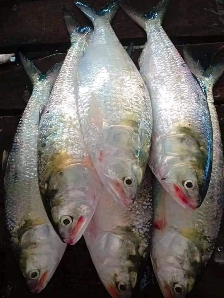 ৬ পিস ৫ কেজি
